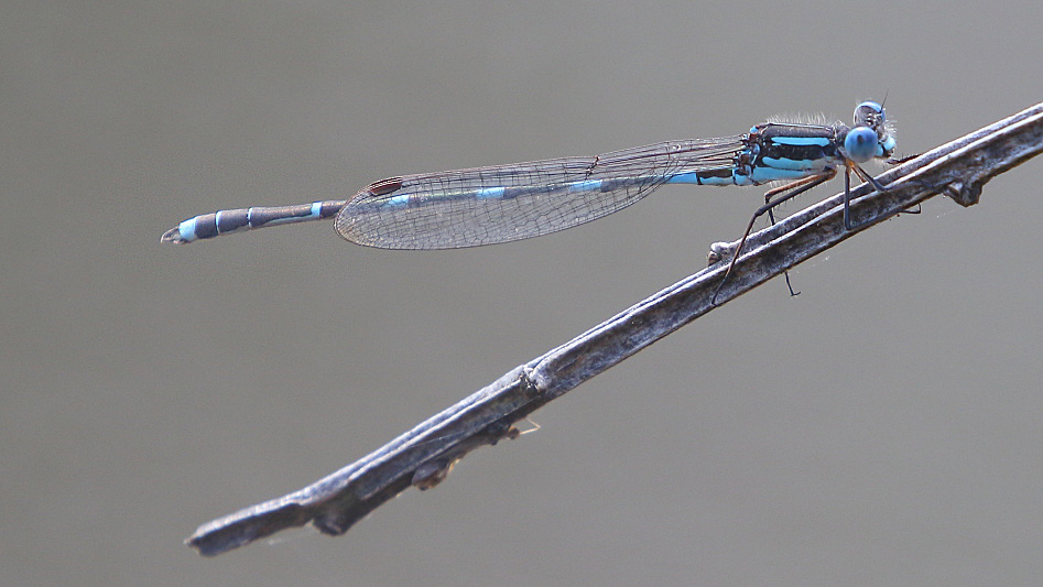 J17_3511 Austrolestes leda male.JPG